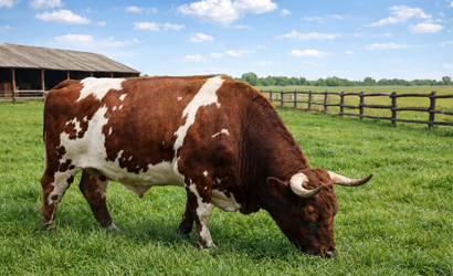 ABC Veerabali Semen Available