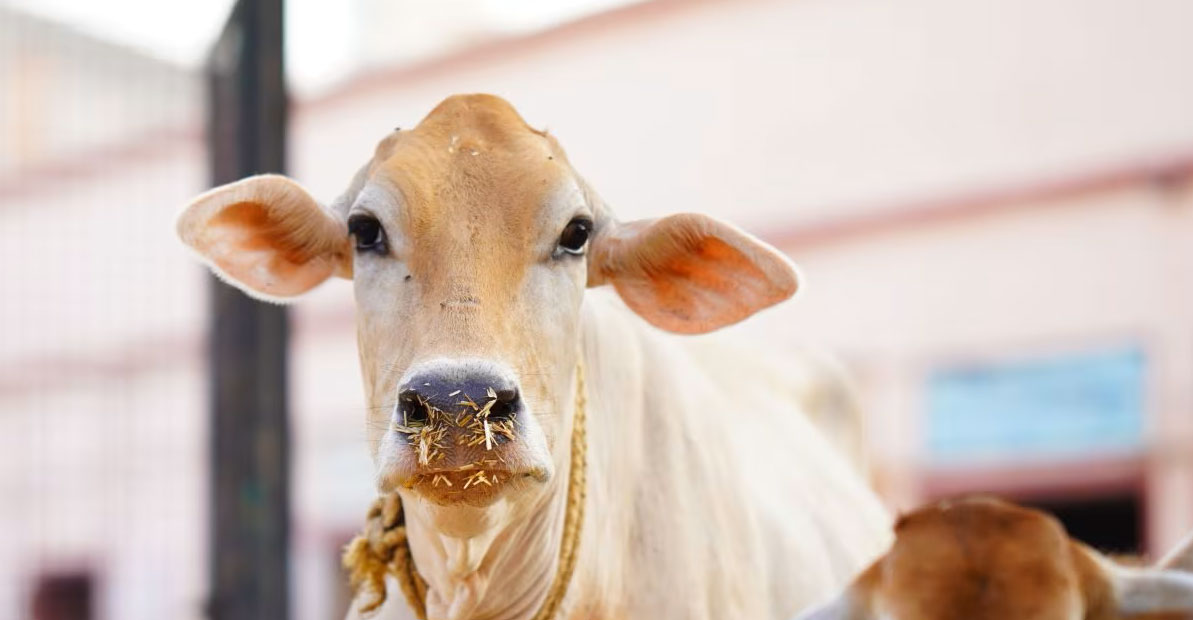 सरवाटेक (मिल्क रिप्लेसर) उपयोग करने का सही तरीका